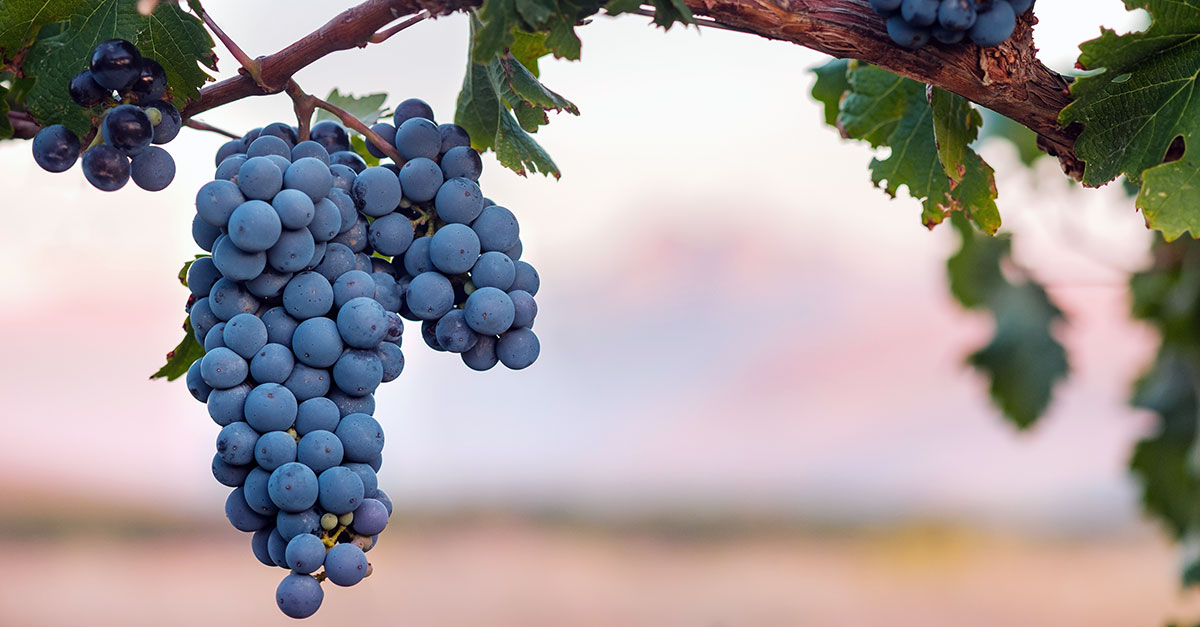 The 11 Greatest Syrahs for 2023 ABC Drinks