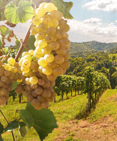 The Duckhorn Portfolio Will Acquire Sonoma-Cutrer Vineyards in $400 Million Deal