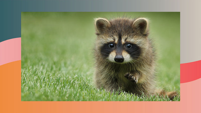 Beer-Drunk Raccoons Terrorize Germany, Chaos Reigns is one of VinePair's most ridiculous booze news stories of 2023. 