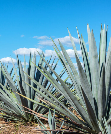 Tequila Exports Fell 4.2 Percent Last Year in First Drop Since 2009