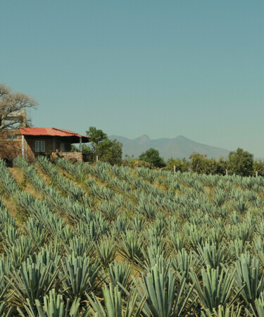 The Biggest Tequila Brands and the Companies That Own Them [Infographic]