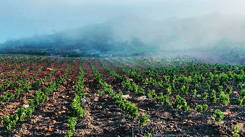 Platteklip Vineyards in Swartland, South Africa is a winemaker to look out for in 2024. 