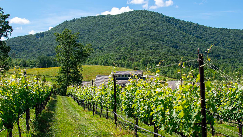 Yonah Mountain Vineyards grows grapes in North Georgia.
