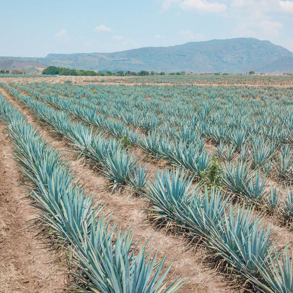 Agave's Abrupt Price Plummet Sparks 'Panic Sale' Among Growers | VinePair