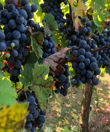 The 10 Most Popular Cabernet Sauvignons in the World