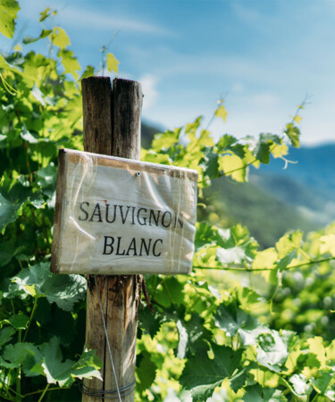 The 10 Most Popular Sauvignon Blanc Brands in the World