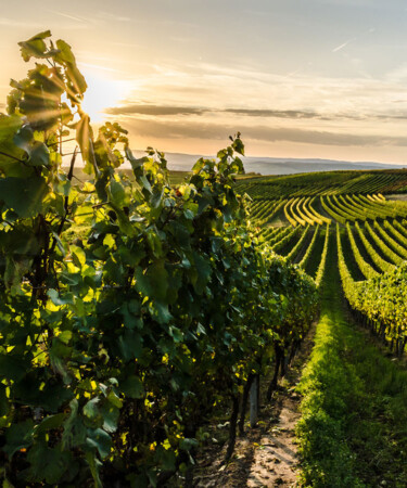 New Study Finds Climate Change Could Eliminate 70% of the World’s Wine Regions This Century