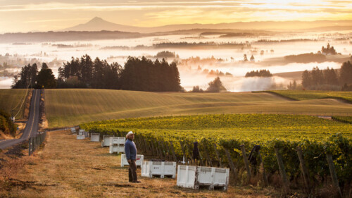 Pinot Noir and Beyond: Everything You Need to Know About Oregon Wine