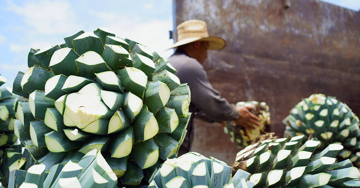 We Asked 11 Bartenders: What’s The Best New Tequila That’s Earned A 