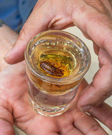 Of Course Chicago Bars Are Serving Cicada-Infused Malört Shots