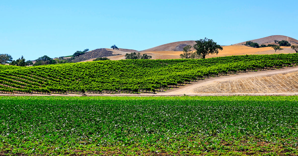 Constellation Purchases Iconic Santa Barbara Pinot Noir Producer | VinePair