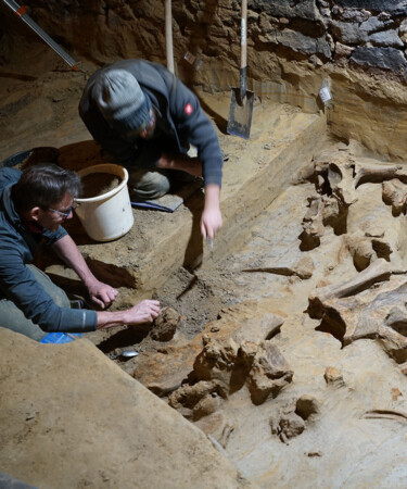 Austrian Winemaker Discovers 40,000-Year-Old Mammoth Bones in Cellar