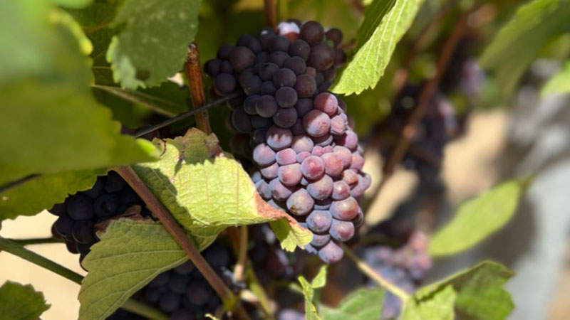 Pinot Grigio Is Finally Cool Thanks to This Historic Winemaking ...