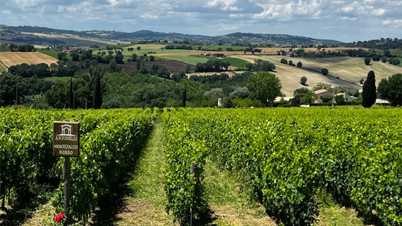 Vineyard at Montefalco Sagrantino. Check out 14 bottles from Montefalco, in Umbria, Italy, that you should give a try. 