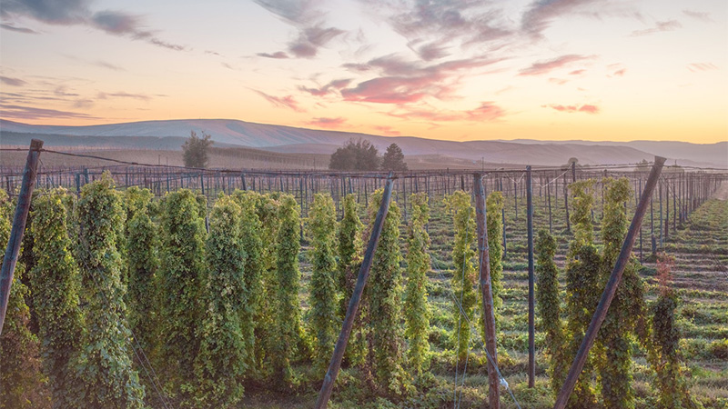 While the harvest starts in late August and runs through September, the far end of the season brings Yakima’s Fresh Hop Ale Festival in early October, where dozens of Pacific Northwest breweries submit their fresh hop beers for judging and attendees can sample many of those and other beers. 