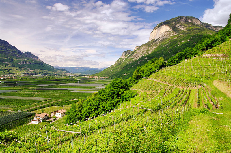 Pinot Grigio is commonly grown in Lombardy, the Veneto, Friuli, Trentino (Pictured) and Alto Adige