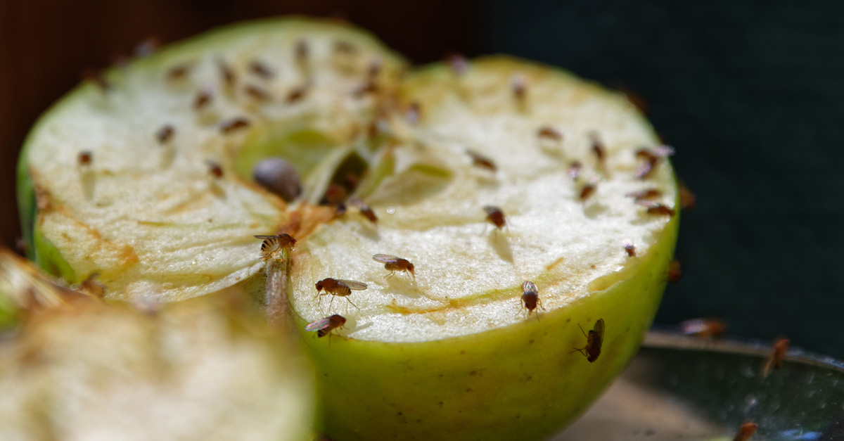 Image showcasing The Secret to Getting Rid of Fruit Flies Is Sitting in Your Spice ...