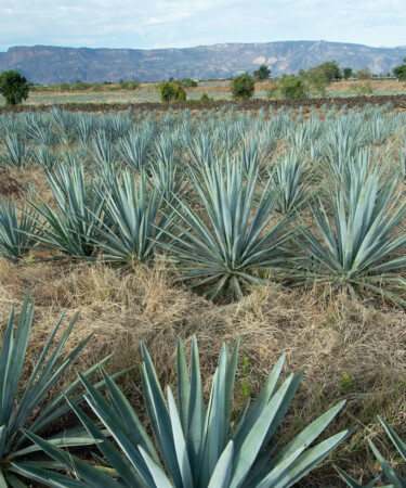 Mapping the Agave Spirits Regions of Mexico