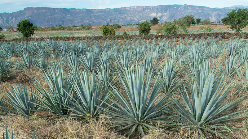 Mapping the Agave Spirits Regions of Mexico | VinePair