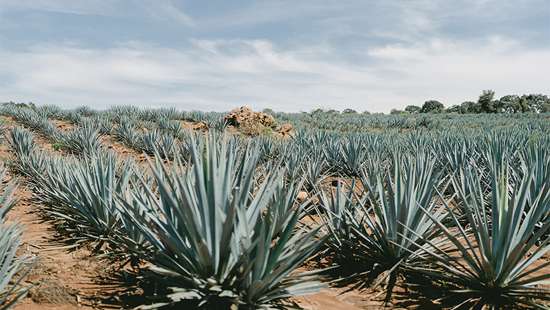 Founded by two agave legends, industry darling Tequila Ocho champions terroir, planet-friendly farming, and time in the Jalisco Highlands.