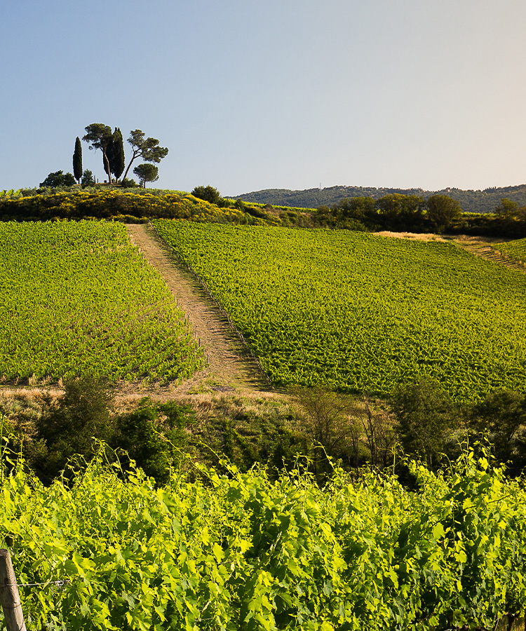 Heritage in a Bottle From One of Italy’s ‘Most Distinctive, Dynamic’ Wineries