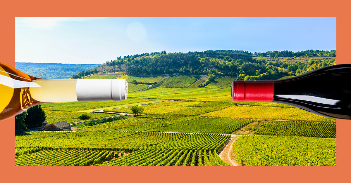 10 anggur terbaik dari Burgundy’s Mâcon
