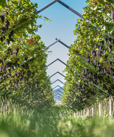 Mezzacorona: Italian Tradition, Innovation, and a Touch of Mystery