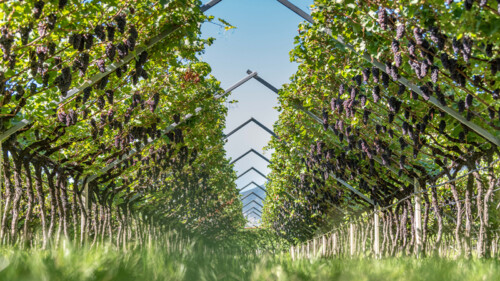 Mezzacorona: Italian Tradition, Innovation, and a Touch of Mystery