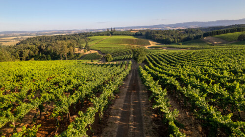 Oregon Wine Country: A Haven for Intrepid Palates and Adventurous Souls