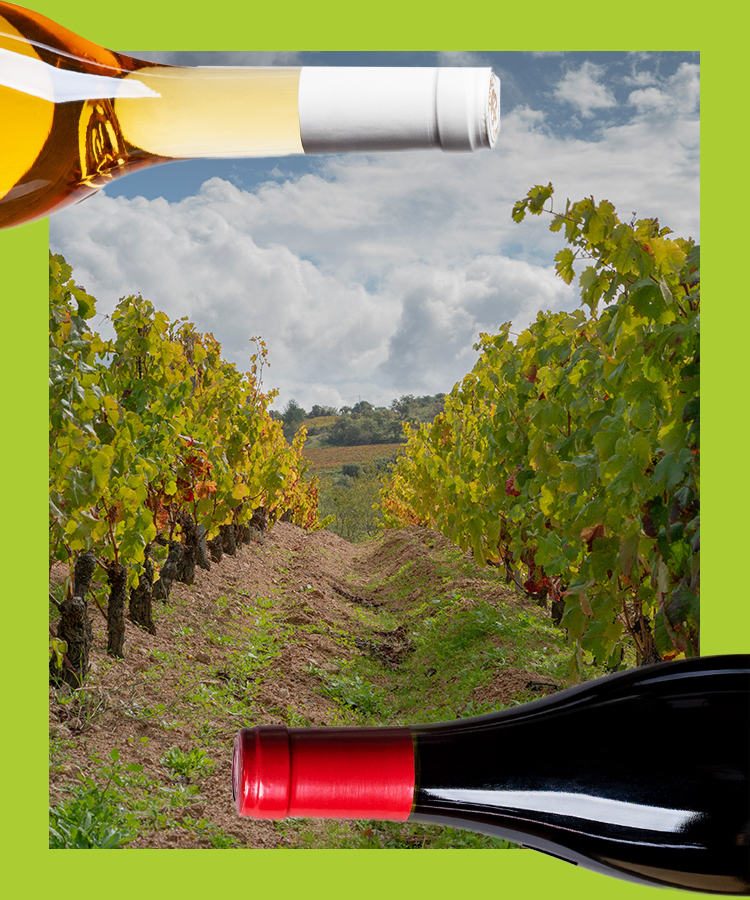 7 of the Best White Wines From Sardinia