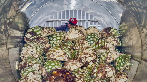 4 Great Tequila and Mezcal Distillery Tours in Mexico