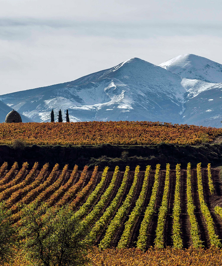 Rioja Tells the Story of the Past 100 Years of Wine