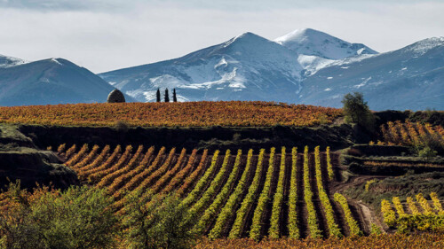 Rioja Tells the Story of the Past 100 Years of Wine
