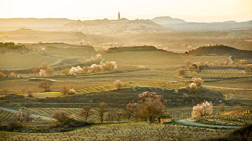Celebrate Rioja’s Century of Superior Wines
