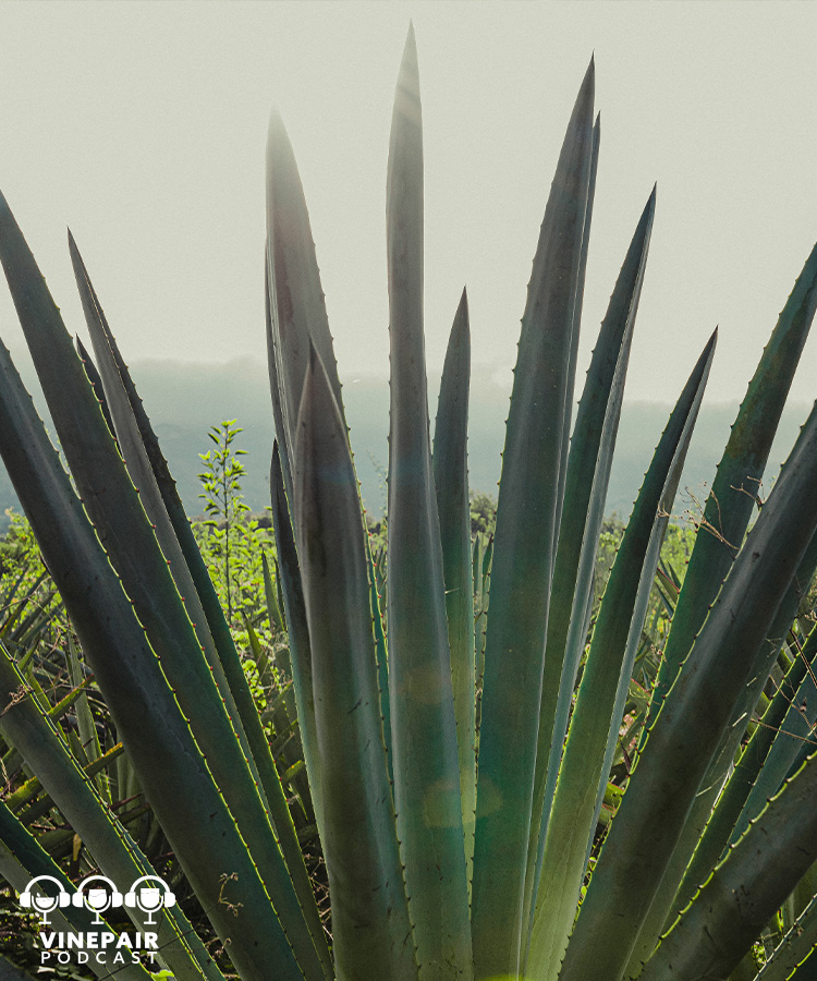 The VinePair Podcast: Why Is the Additive-Free Conversation Only About Tequila?