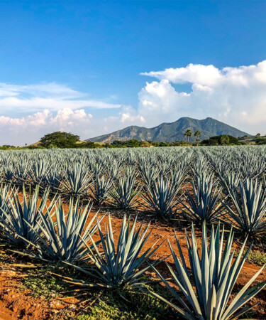 The 10 Most Popular Tequila Brands in the World for 2025