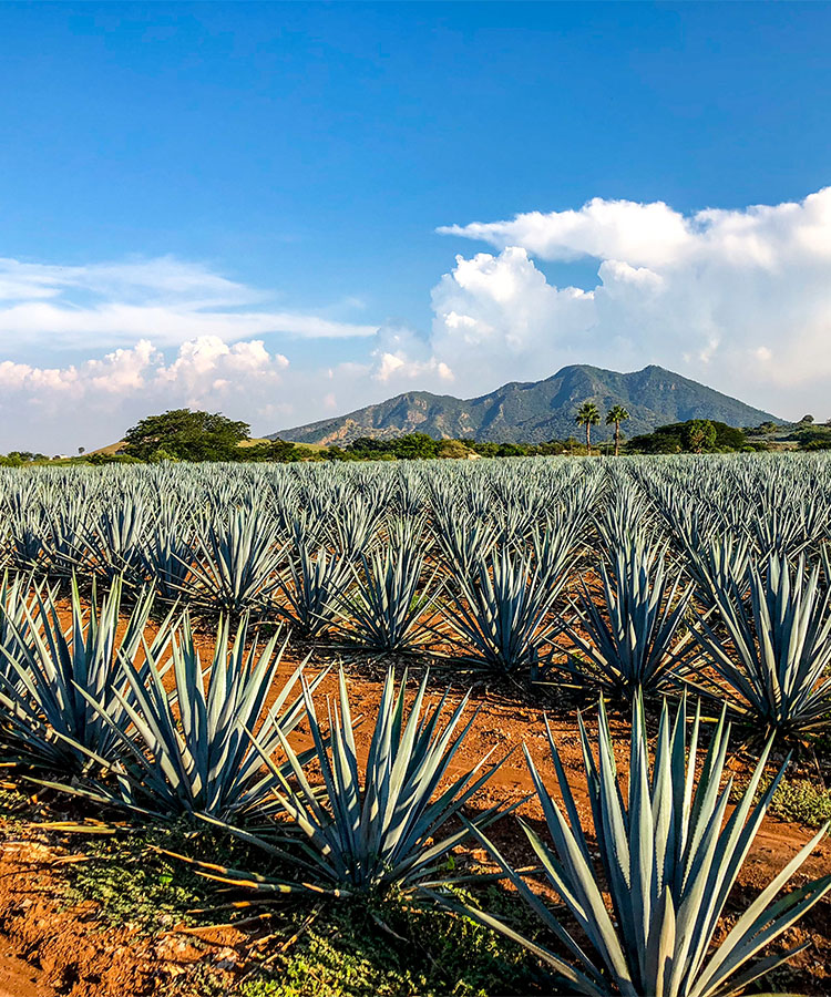 The 10 Most Popular Tequila Brands in the World for 2025