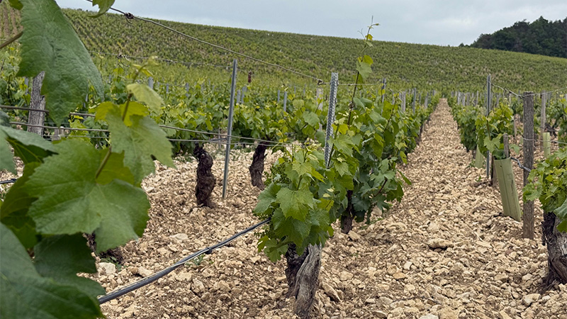Chablis is among the few places in the world where Chardonnay is grown in Kimmeridgian soil (nearby Champagne and the Loire Valley are among the others).