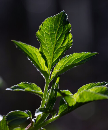 Ask a Bartender: What’s the Best Way to Store Fresh Mint?