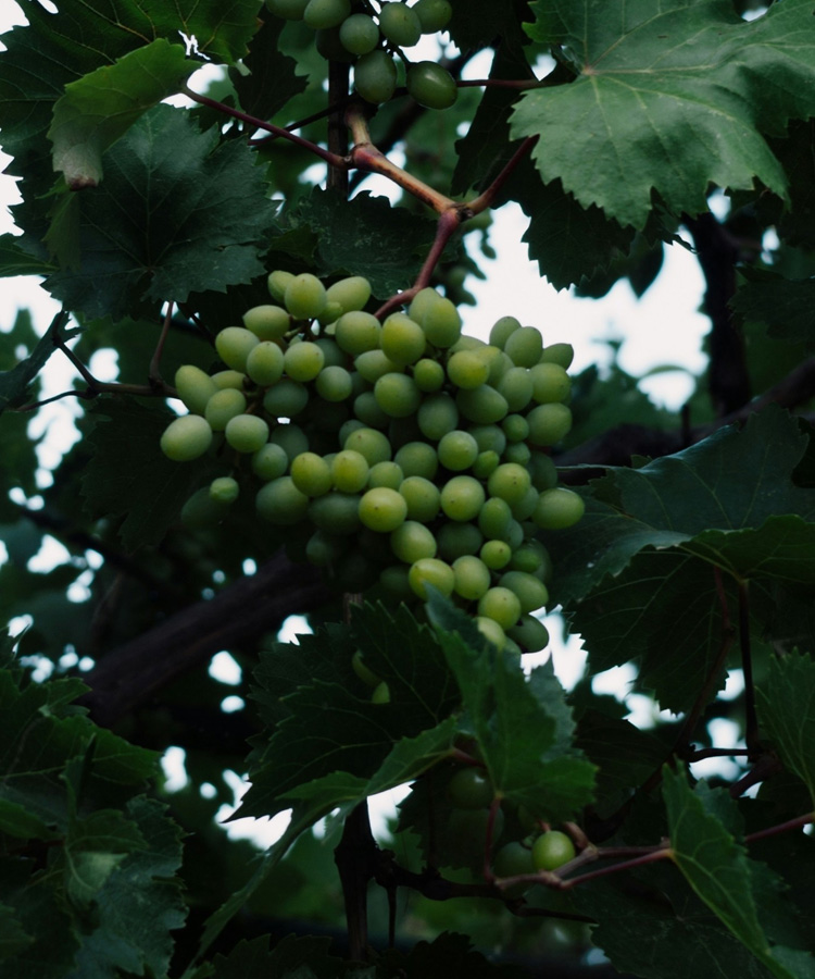 Ask a Wine Pro: What Is a ‘PiWi’ Grape?