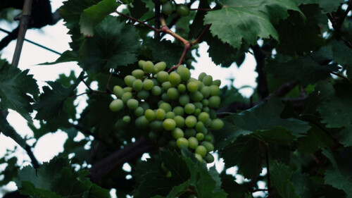 Ask a Wine Pro: What Is a ‘PiWi’ Grape?