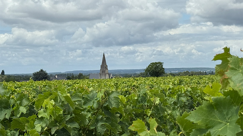 A vineyard full of Chenin Blanc.