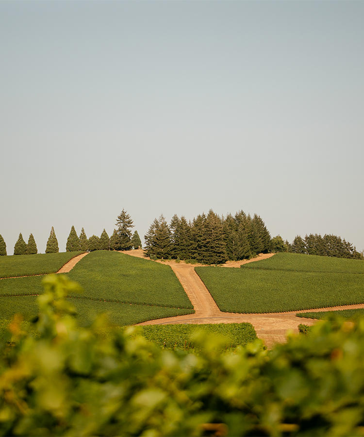 A Wine Lover’s Guide to Oregon