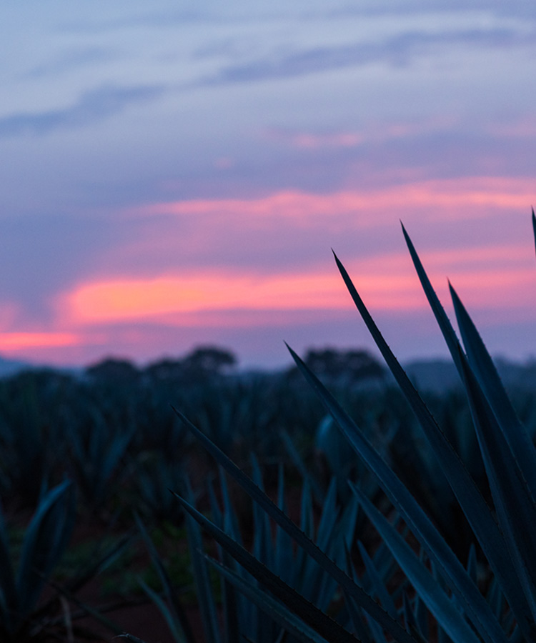 Flavor of the Land With Tequila Ocho [Infographic]