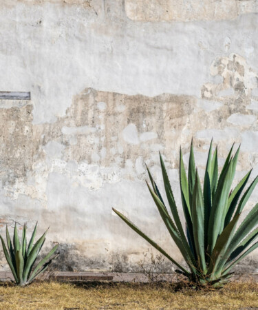 Espadín: The Surprisingly Short History of Mezcal’s Most Prominent Agave