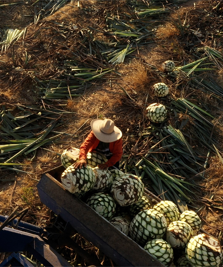 Sabor de la Tierra Episode 2: How Tequila Ocho Expresses the Complexity of Tequila’s Terroir [Video]