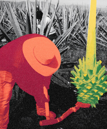 The Historic Mezcal Harvesting Technique Disappearing in the Modern Era