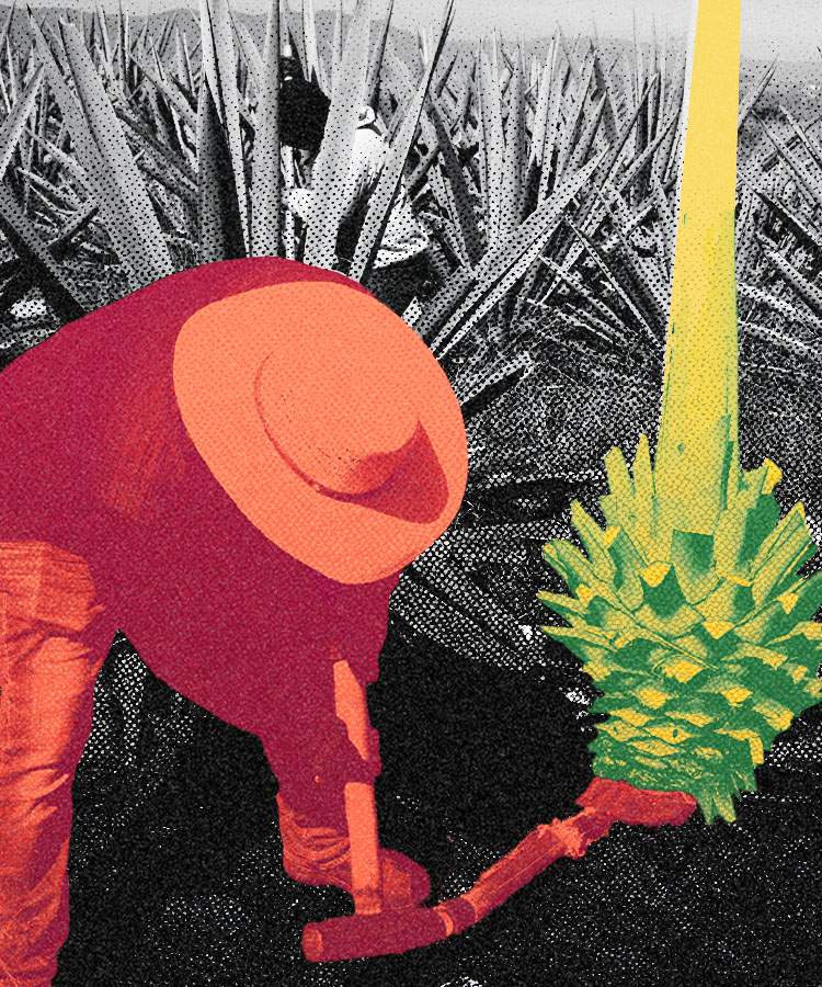 The Historic Mezcal Harvesting Technique Disappearing in the Modern Era