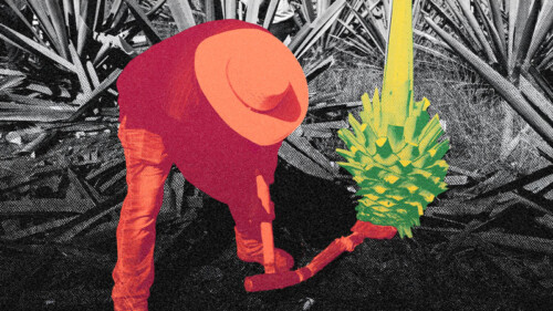 The Historic Mezcal Harvesting Technique Disappearing in the Modern Era