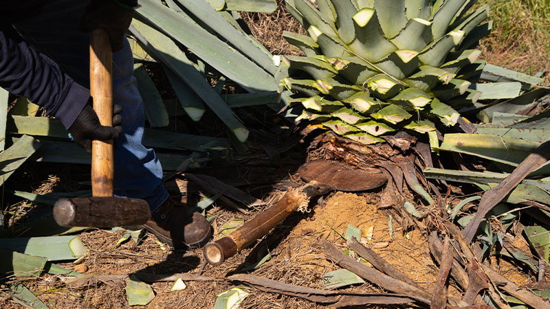 Tumbado generally refers to a specific method of harvesting a maguey, the Oaxacan term for an agave plant. Check out more here.